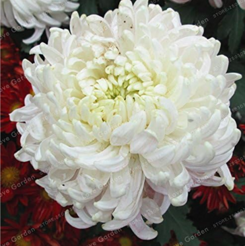 Chrysanthemum Seed Rare Perennial Flower Indoor Seed (Color: 11)