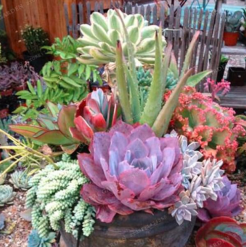 Aloe Vera Seed Rare Herbs Seed Garden Seed Vera Rich Flavor Home Garden Plant