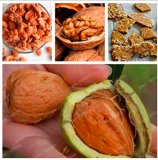 Nutrient Fruit Tree Healthy Nut Walnut Tree Seeds (Color: Mix)