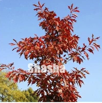 Japanese Red Oak Seed Quercus Alba Acorns for DIY Home Garden
