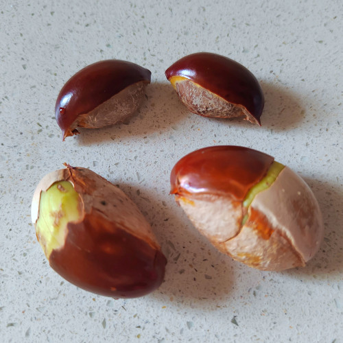Pouteria campechiana seeds
