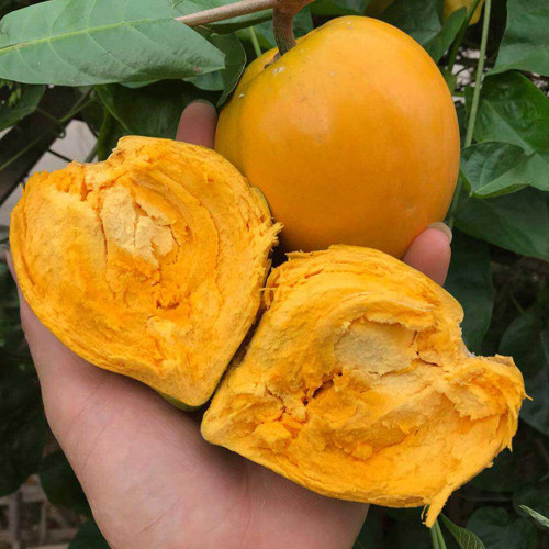 Pouteria campechiana seeds