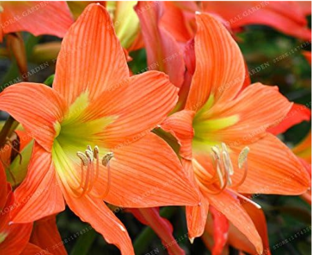 Mix Hippeastrum Rutilum Bulbs