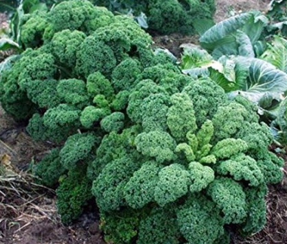 Kale Gryunkoln Seeds