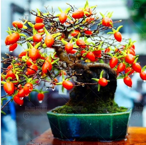 Dwarf Persimmon Seed Perennial Indoor Landscape