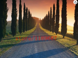Cypress Tree Italian Cypress (Cupressus Sempervirens Stricta) Conifer Plants Home Garden