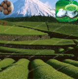Chinese Green Tea Tree Seeds
