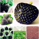 Rare Black Strawberry Seeds