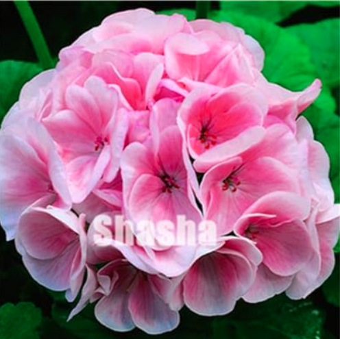 Geranium Seed Flower Pelargonium Geranium (Color: 9)