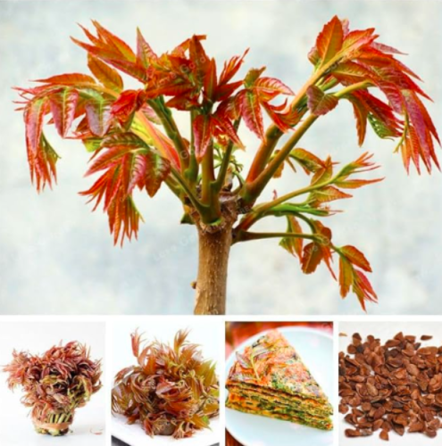 Chinese Toon Seed Home Garden Easy Grow Toona Sinensis Tree Seed