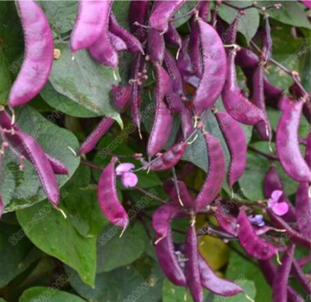 Purple Sweet Pea Eyebrow Bean Seeds