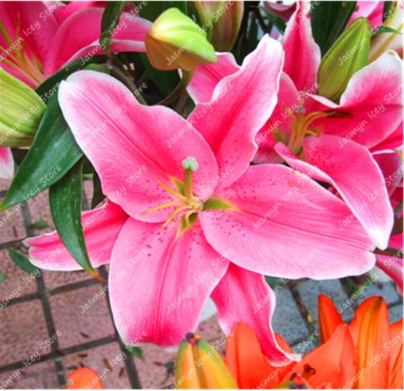 Lily Flower Seed Not Lily Bulbs