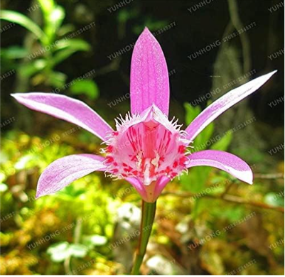 Pleione Seed Rare Orchid Seed Popular Perennial