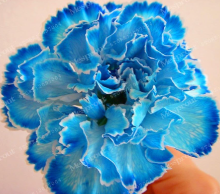 Carnation Seed Perennial Flower High Survival Rate Mother Flower Rare