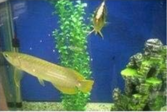 Java Fish Tank Fern Aquatic Seeds