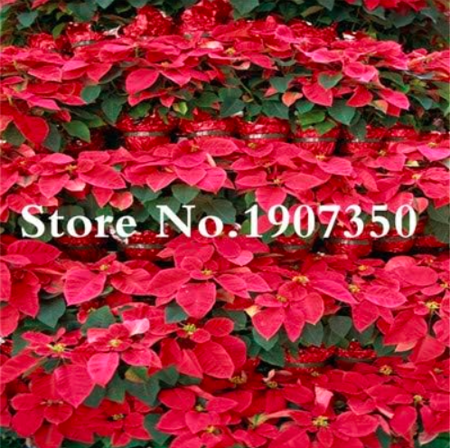 Poinsettia Plant Seeds, Euphorbia Pulcherrima (Color: 10)
