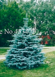 Rare Blue Spruce Tree Climbing Evergreen Blue Fir Plant Seed (Color: 15)