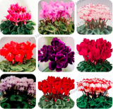 Cyclamen Garden Seeds Mixed Color