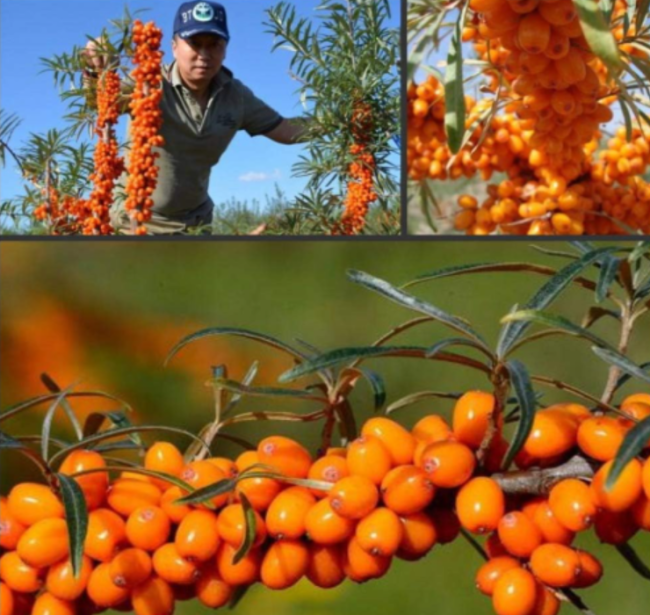 Real Shaji Seeds- Hippophae rhamnoides Fruit Plant semillas Sementes