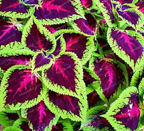 Janpanse Seed Coleus Rainbow Dragon Seed Foliage Plant