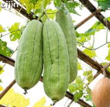 Tasty Loofah Organic Seed Outdoor Perennial Sponge Gourd