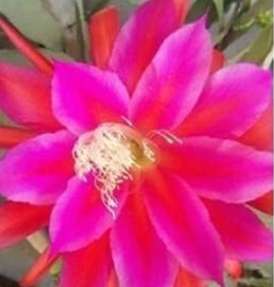 Epiphyllum Seed Nightblooming Cereus Home Garden Flower Plants