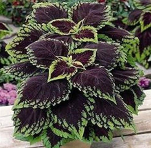 Colored Grass Indoor Potted Seed Plant Coleus Blumei
