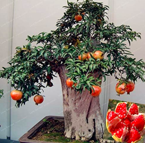 Pomegranate Seed Very Sweet Fruit Seed Plant for Home & Garden Easy to Grow