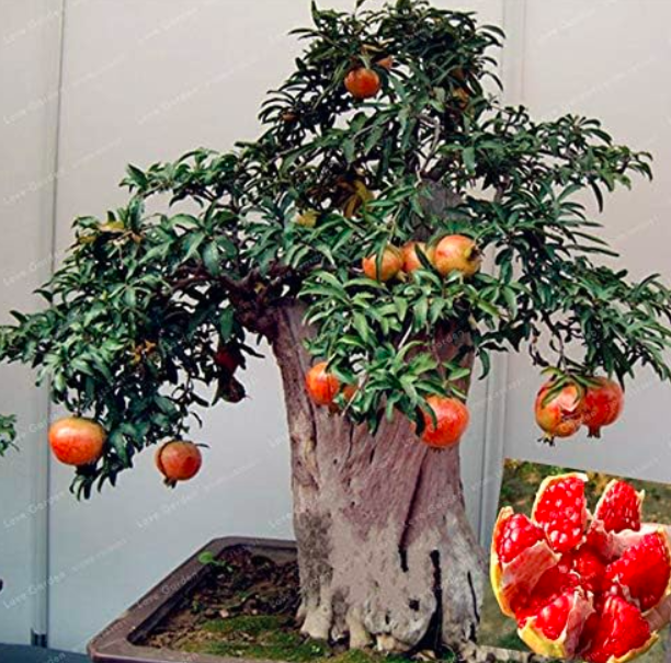 Pomegranate Seed Very Sweet Fruit Seed Plant for Home & Garden Easy to Grow