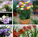 Ture Freesia Bulbs Mixed