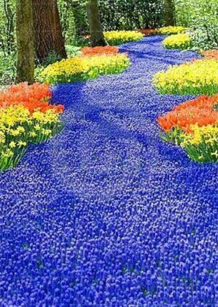 Creeping Thyme or Multi-Color Rock CRESS .Perennial Flower Ground Cover Flower