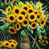 Sunflower Organic Helianthus Annuus Ornamental Flower Seeds