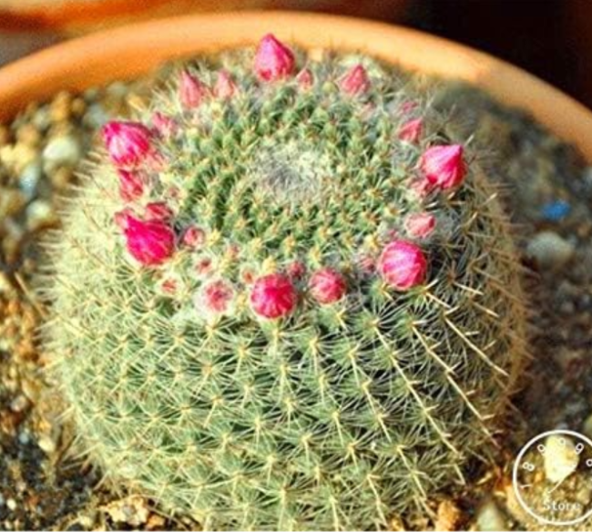Echinopsis tubiflora Seeds