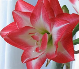 Amaryllis Bulbs True Hippeastrum Bulbs