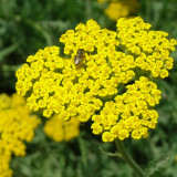Yellow Achillea Millefolium Seeds - Hardy Perennial Yarrow for Vibrant Gardens