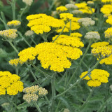 Yellow Achillea Millefolium Seeds - Hardy Perennial Yarrow for Vibrant Gardens