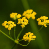Yellow Achillea Millefolium Seeds - Hardy Perennial Yarrow for Vibrant Gardens