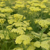 Yellow Achillea Millefolium Seeds - Hardy Perennial Yarrow for Vibrant Gardens