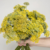 Yellow Achillea Millefolium Seeds - Hardy Perennial Yarrow for Vibrant Gardens