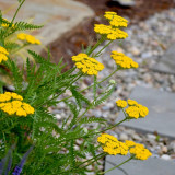 Yellow Achillea Millefolium Seeds - Hardy Perennial Yarrow for Vibrant Gardens