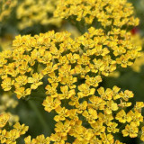 Yellow Achillea Millefolium Seeds - Hardy Perennial Yarrow for Vibrant Gardens