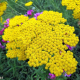 Yellow Achillea Millefolium Seeds - Hardy Perennial Yarrow for Vibrant Gardens