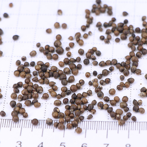 Epimedium Brevicornum Seeds, Round Leaf