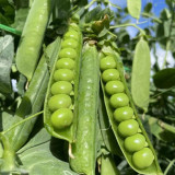 Edible Green Pea Seeds, Perfect for Gardening