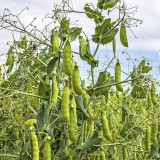 Edible Green Pea Seeds, Perfect for Gardening