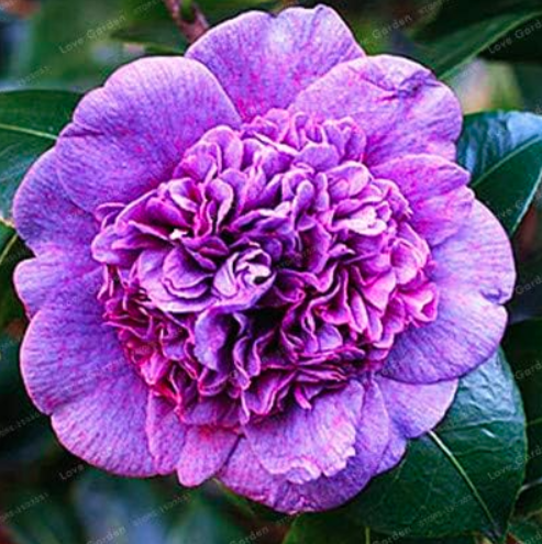 Common Camellia Seed Potted Flowers Seeds (Color: 17)