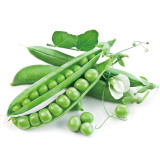 Edible Green Pea Seeds, Perfect for Gardening