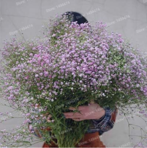 Baby's Breath Graceful Gypsophila Paniculata Flower Seeds