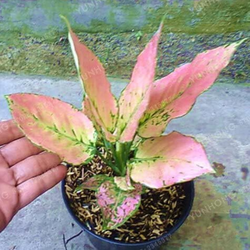 Aglaonema 'Pink Dud' Beautiful Mosaic Plants Perennial Evergreen Trees