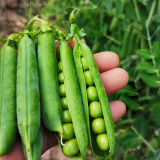 Edible Green Pea Seeds, Perfect for Gardening